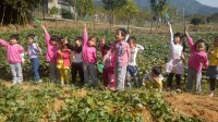 來(lái)到紅薯地，我們都拿起了小鏟子，準(zhǔn)備好挖紅薯咯！